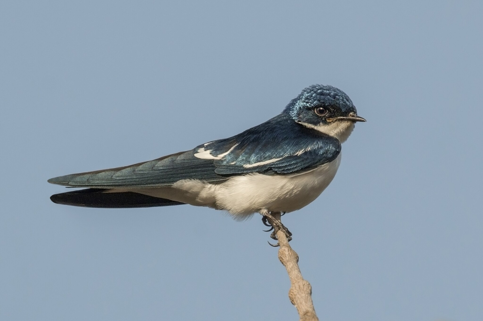 image Pied-winged Swallow